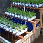 15 Tanaman Hidroponik yang Dapat Anda Budidayakan di Rumah - Gardens at ...