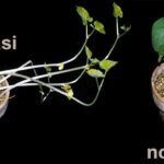 % KUTILANG / ETIOLASI pada tanaman hidroponik