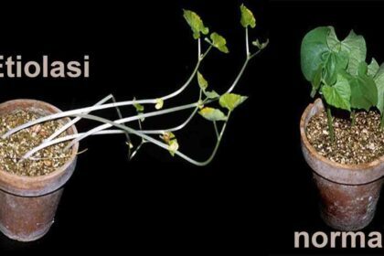 % KUTILANG / ETIOLASI pada tanaman hidroponik