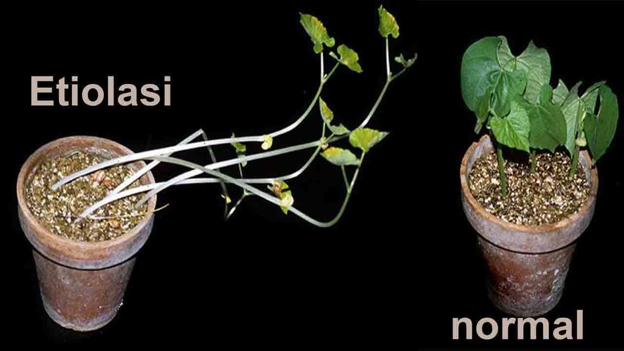 % KUTILANG / ETIOLASI pada tanaman hidroponik % KUTILANG / ETIOLASI pada tanaman hidroponik