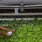 Intip Cara Berkebun Dengan Teknik Hidroponik, Hemat Lahan dan Praktis ...