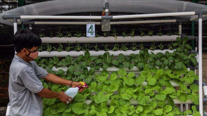 Intip Cara Berkebun Dengan Teknik Hidroponik, Hemat Lahan dan Praktis ...