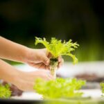 5 Masalah pada Tanaman Hidroponik yang Wajib Kamu Atasi