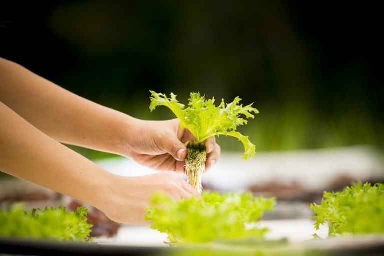 5 Masalah pada Tanaman Hidroponik yang Wajib Kamu Atasi