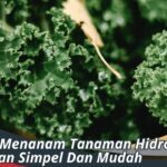 8 Cara Menanam Hidroponik - Teknik - Perawatan - Jenis Tanaman ...