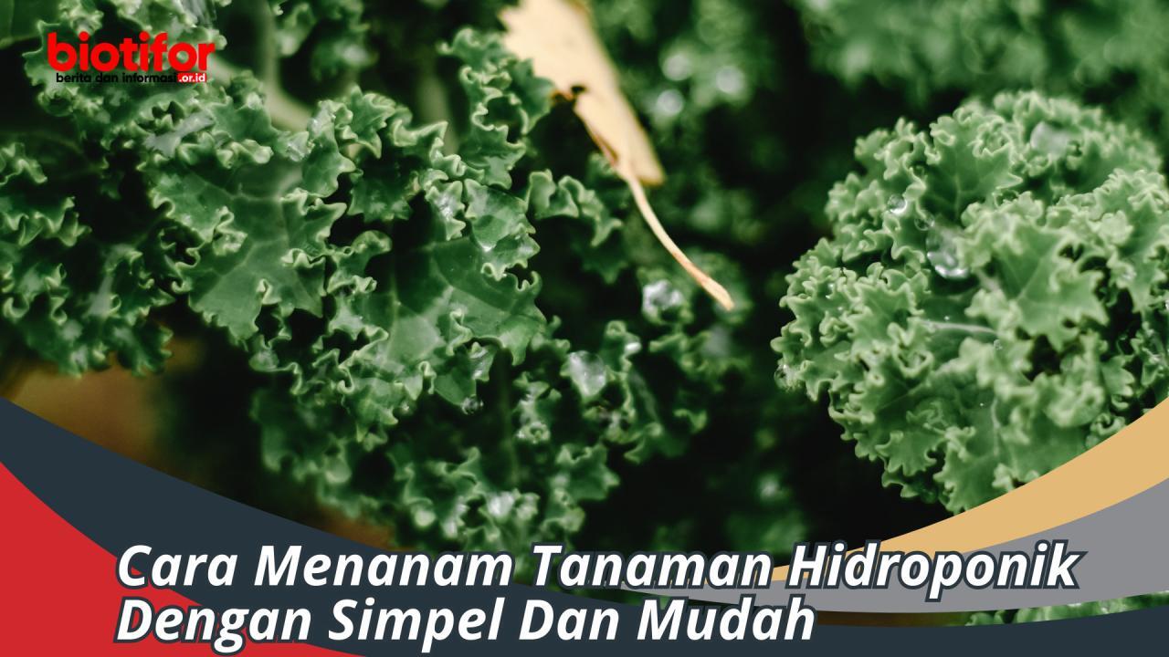 8 Cara Menanam Hidroponik - Teknik - Perawatan - Jenis Tanaman ...