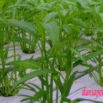 Panduan Lengkap Menanam Kangkung Hidroponik (Cepat Panen!)