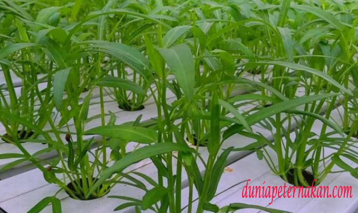 Panduan Lengkap Menanam Kangkung Hidroponik (Cepat Panen!)