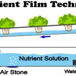 Lakaran Reka Bentuk Sistem Akuaponik Nft : کشت Ù‡ÛŒØ¯Ø±ÙˆÙ¾ÙˆÙ†ÛŒÚ ...