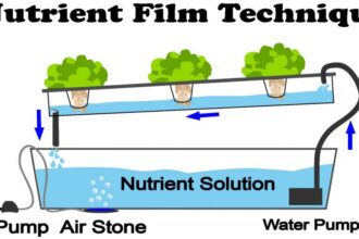 Lakaran Reka Bentuk Sistem Akuaponik Nft : Ú©Ø´Øª Ù‡ÛŒØ¯Ø±ÙˆÙ¾ÙˆÙ†ÛŒÚ ...