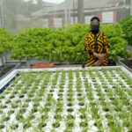 Kelebihan dan Kekurangan Hidroponik Sistem Wick