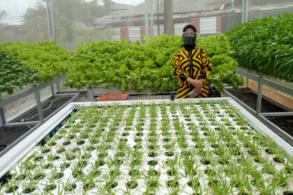 Kelebihan dan Kekurangan Hidroponik Sistem Wick