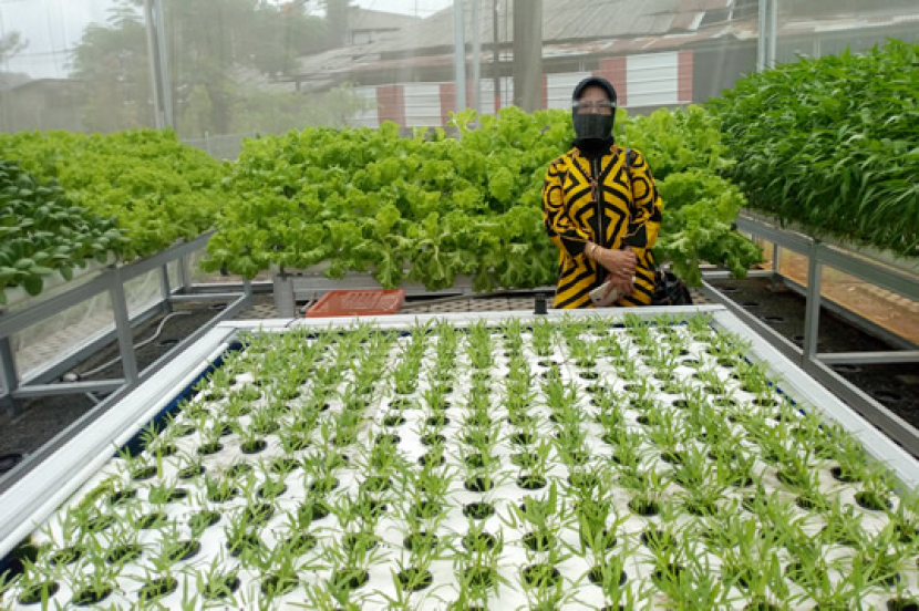 Kelebihan dan Kekurangan Hidroponik Sistem Wick Kelebihan dan Kekurangan Hidroponik Sistem Wick