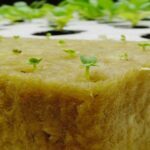 Cara Menanam Hidroponik Dengan Rockwool | PT Tali Rejeki