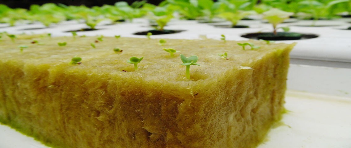 Cara Menanam Hidroponik Dengan Rockwool | PT Tali Rejeki