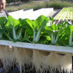 Langkah-langkah Budidaya Sayuran Sistem Hidroponik Rakit Apung - Wahana ...