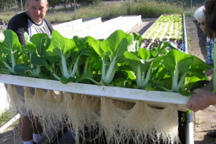 Langkah-langkah Budidaya Sayuran Sistem Hidroponik Rakit Apung - Wahana ...