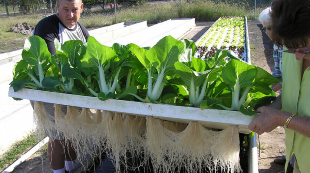 Langkah-langkah Budidaya Sayuran Sistem Hidroponik Rakit Apung - Wahana ... Langkah-langkah Budidaya Sayuran Sistem Hidroponik Rakit Apung - Wahana ...