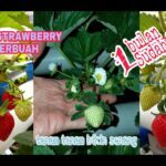 menanam strawberry hidroponik sampai panen - YouTube