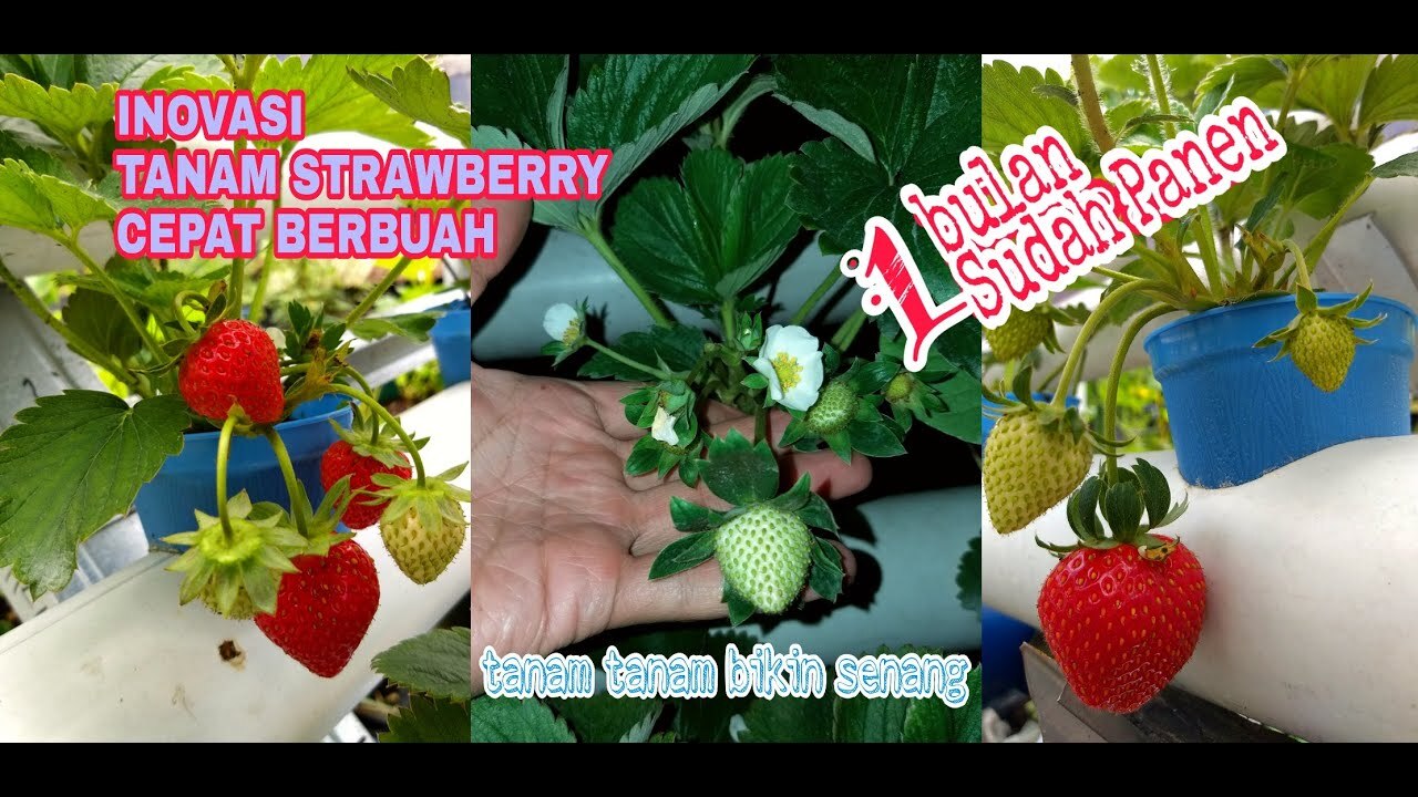 menanam strawberry hidroponik sampai panen - YouTube