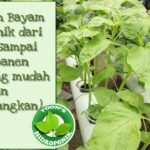 Terbaru 31+ Cara Panen Bayam Merah Hidroponik
