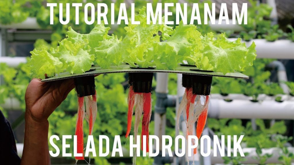 Tutorial Menanam Selada Hidroponik - HIDROPONIKPEDIA Tutorial Menanam Selada Hidroponik - HIDROPONIKPEDIA