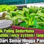 Hidroponik Paling Sederhana Sistem Sumbu - Dari Semai Hingga Panen ...