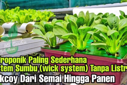 Hidroponik Paling Sederhana Sistem Sumbu - Dari Semai Hingga Panen ...