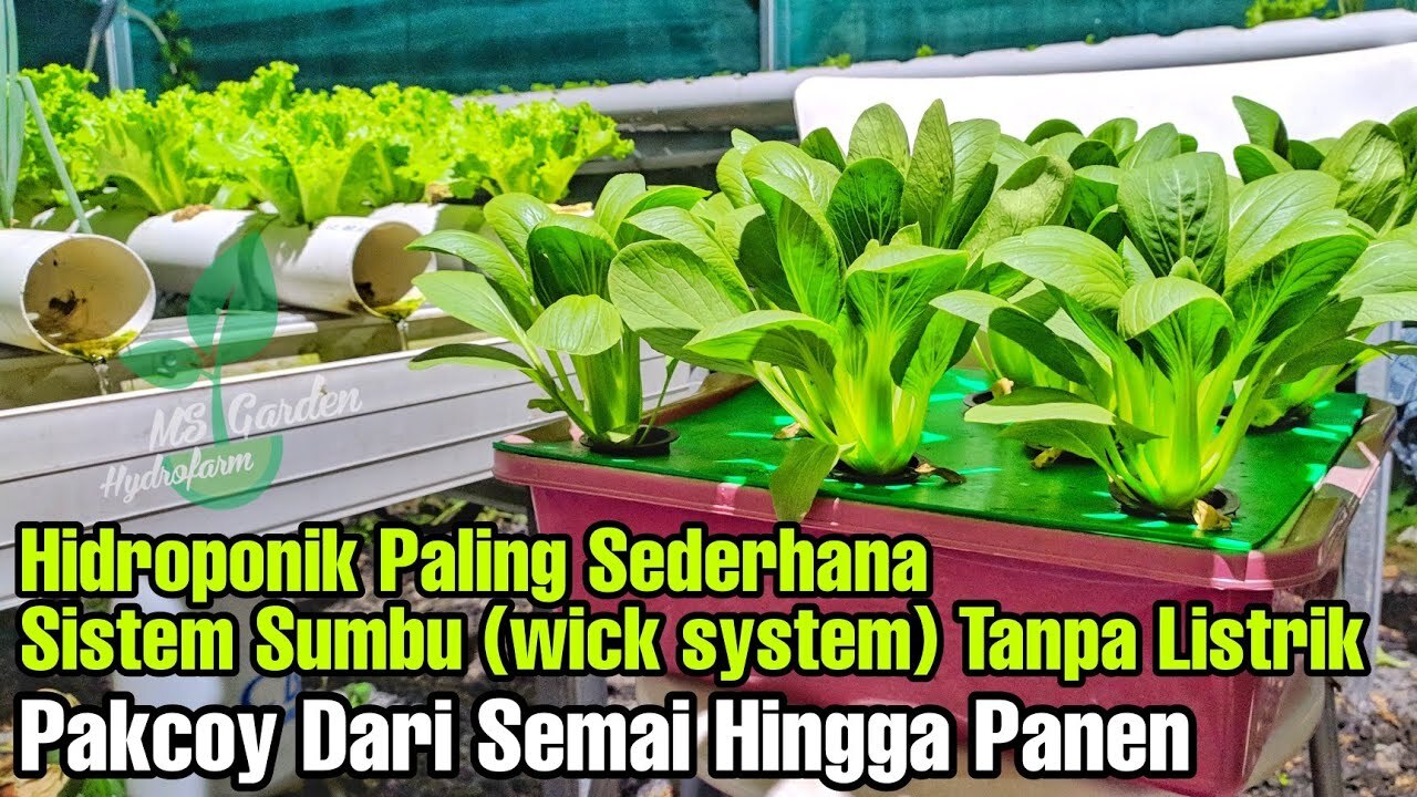 Hidroponik Paling Sederhana Sistem Sumbu - Dari Semai Hingga Panen ... Hidroponik Paling Sederhana Sistem Sumbu - Dari Semai Hingga Panen ...