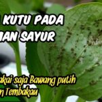 Kutu Putih pada Tanaman Bisa Dikendalikan dengan 3 Cara Ini, Pakai ...