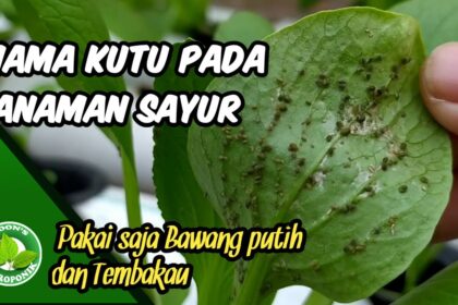 Kutu Putih pada Tanaman Bisa Dikendalikan dengan 3 Cara Ini, Pakai ...