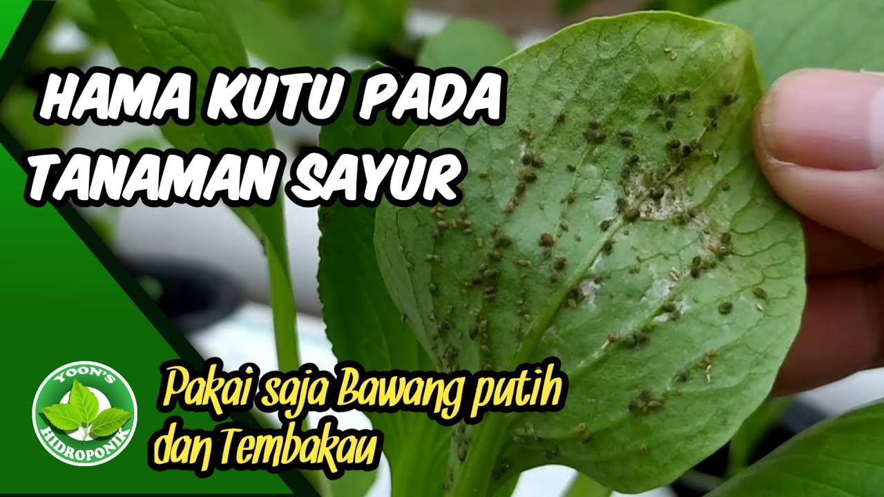 Kutu Putih pada Tanaman Bisa Dikendalikan dengan 3 Cara Ini, Pakai ... Kutu Putih pada Tanaman Bisa Dikendalikan dengan 3 Cara Ini, Pakai ...
