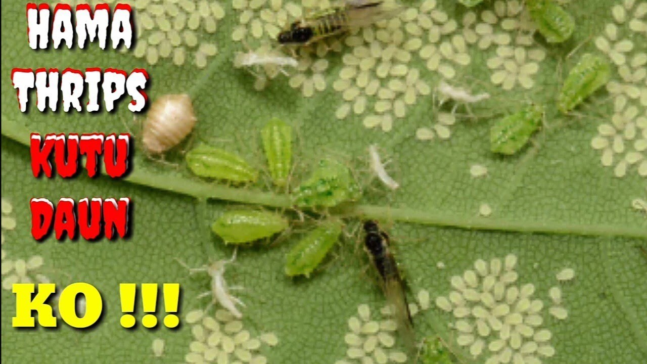 Cara Mengatasi Hama Thrips,Kutu Daun,Tungau,ulat grayak - YouTube