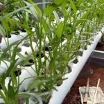 Kangkung Hidroponik Siap Panen - YouTube