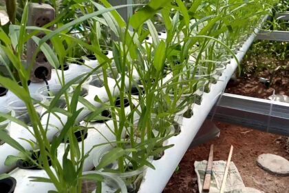 Kangkung Hidroponik Siap Panen - YouTube