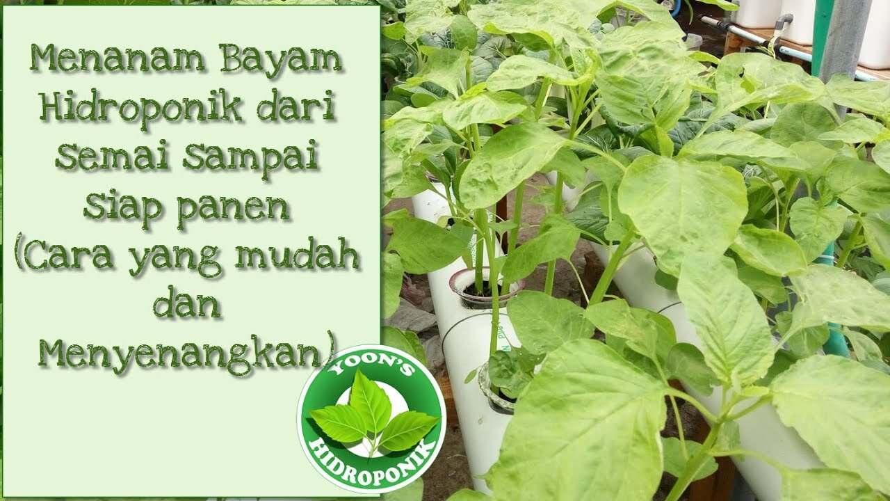 Terbaru 31+ Cara Panen Bayam Merah Hidroponik