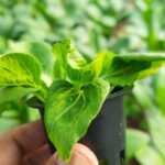 Ini Penyebab Daun Tanaman Hidroponik Menguning