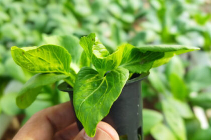 Ini Penyebab Daun Tanaman Hidroponik Menguning