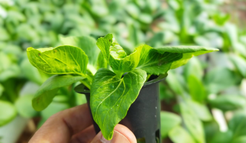 Ini Penyebab Daun Tanaman Hidroponik Menguning