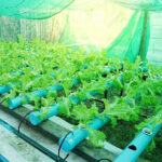 Cara Panen Sayuran Daun Hidroponik yang Tepat - Kelas Trubus