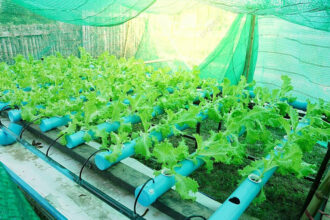 Cara Panen Sayuran Daun Hidroponik yang Tepat - Kelas Trubus